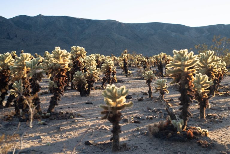 Embracing the Great Outdoors: A Journey to Reconnect with Nature