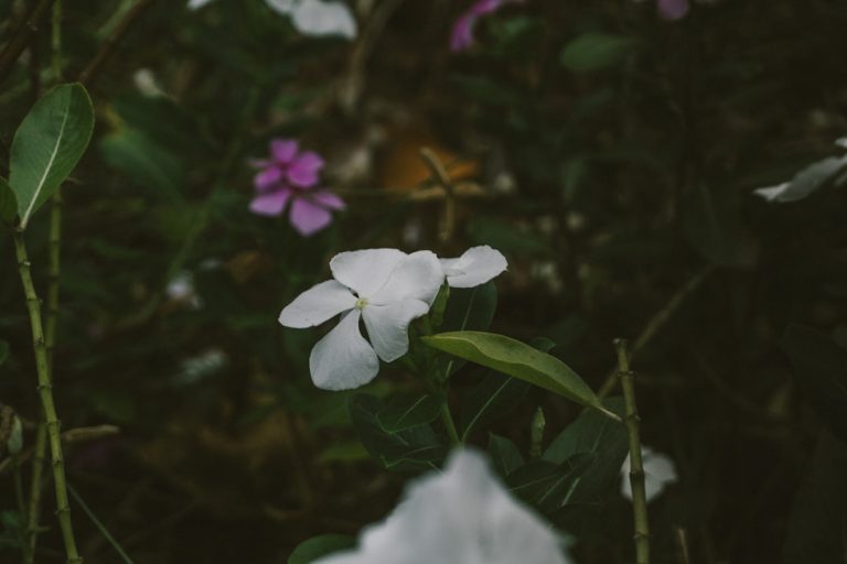 The Art of Slow Travel: Embracing the Journey Over the Destination